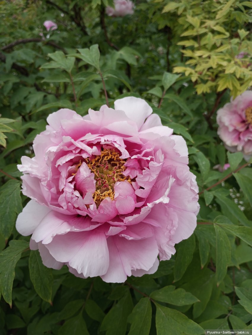 Вера и выставка рододендронов в Аптекарском огороде (фото 4)