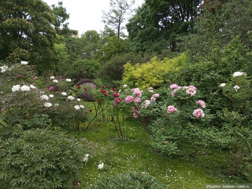 Вера и выставка рододендронов в Аптекарском огороде (фото 7)