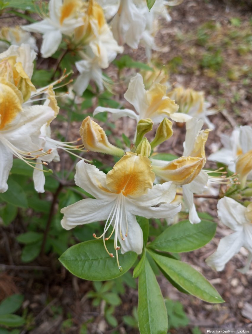 Вера и выставка рододендронов в Аптекарском огороде