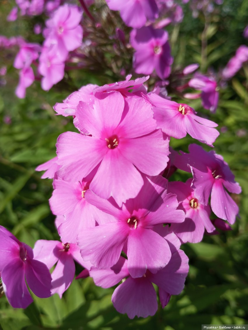 Лето Таллулы — Куклы Ruby Red (Руби Ред) Fashion Friends: Siblies