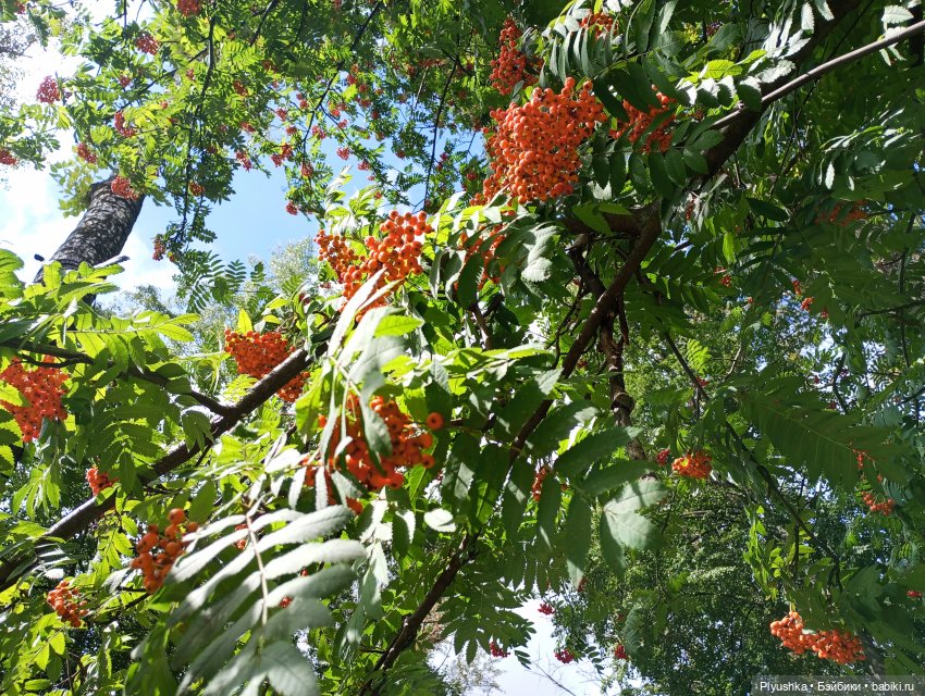 Лето Таллулы — Куклы Ruby Red (Руби Ред) Fashion Friends: Siblies (фото 10)