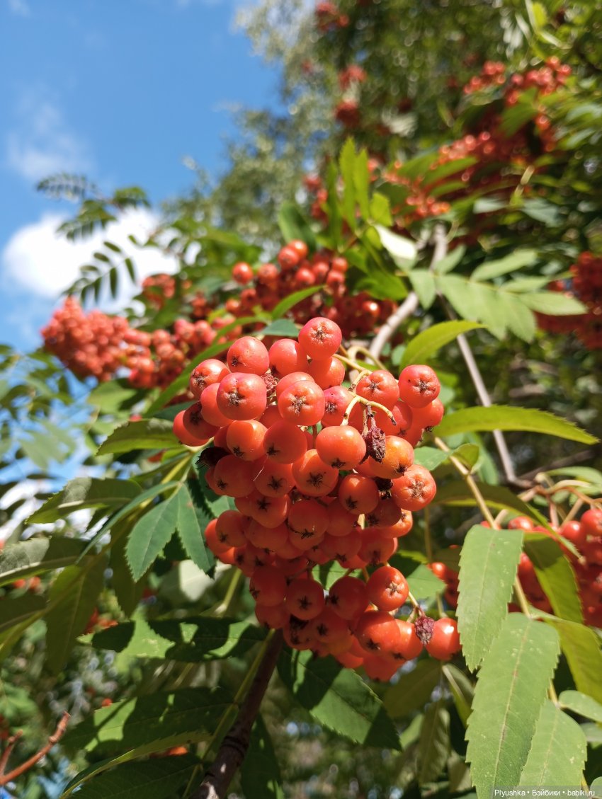 Лето Таллулы — Куклы Ruby Red (Руби Ред) Fashion Friends: Siblies