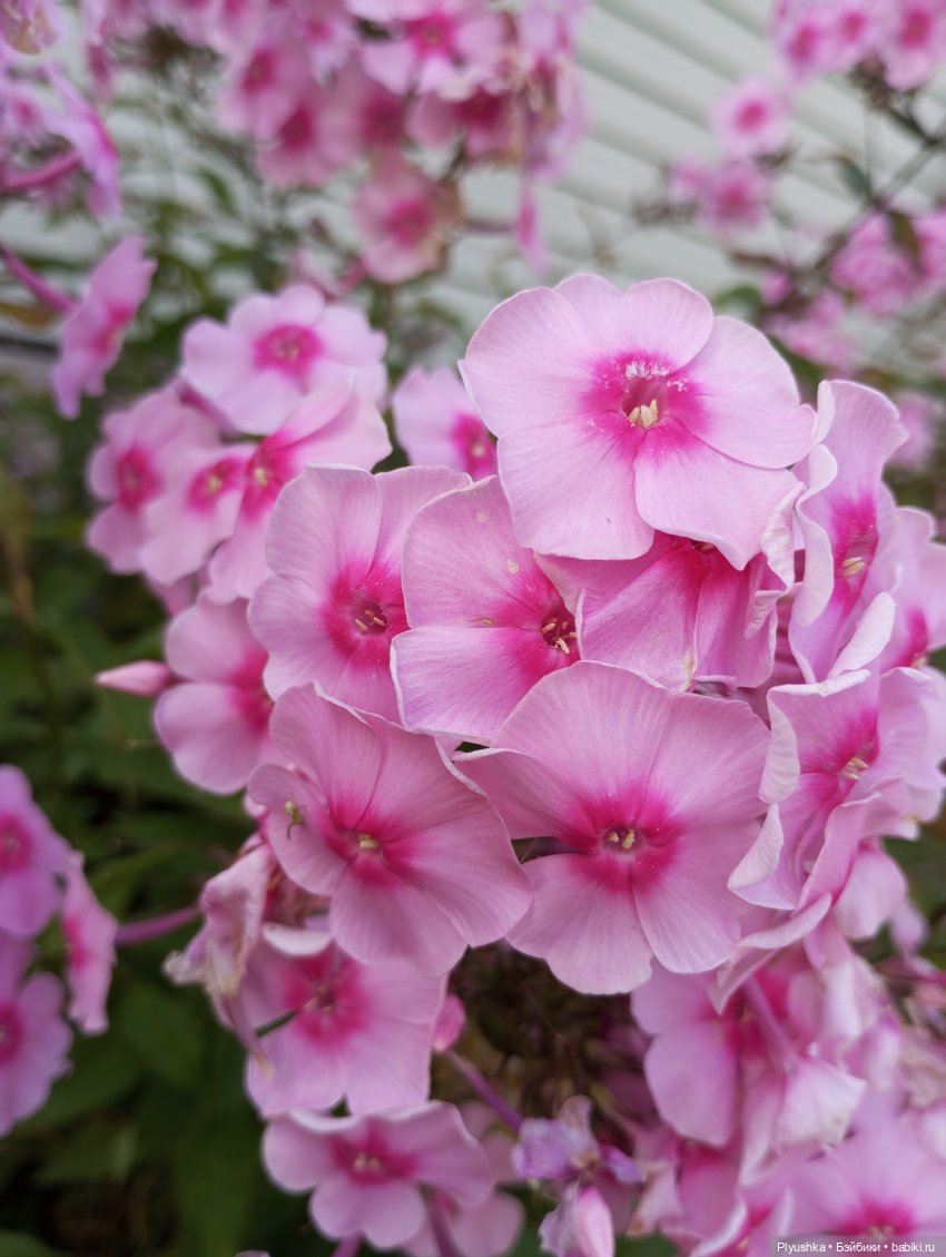 Лето Таллулы — Куклы Ruby Red (Руби Ред) Fashion Friends: Siblies