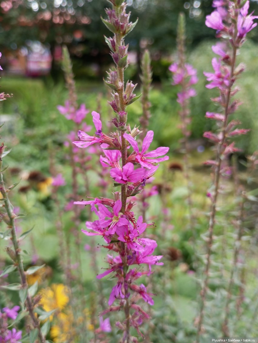 Лето Таллулы — Куклы Ruby Red (Руби Ред) Fashion Friends: Siblies (фото 5)