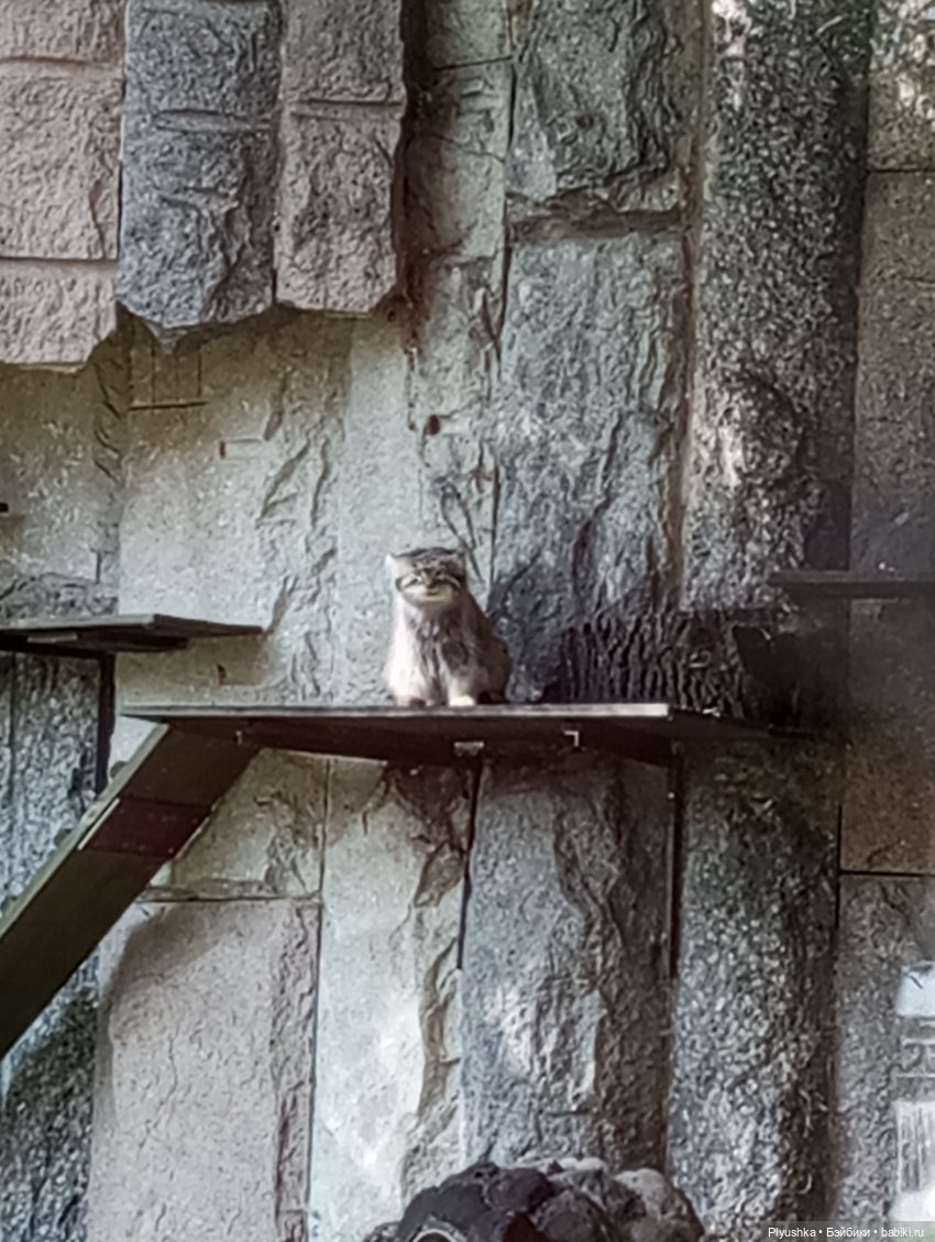 Ася в зоопарке — Российские куклы Весна (фото 3)