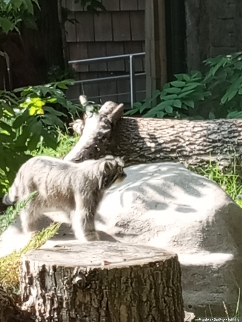 Ася в зоопарке — Российские куклы Весна (фото 4)