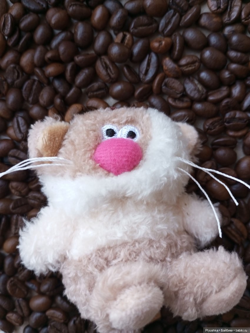 Латте — Кот Басик (фото 8)