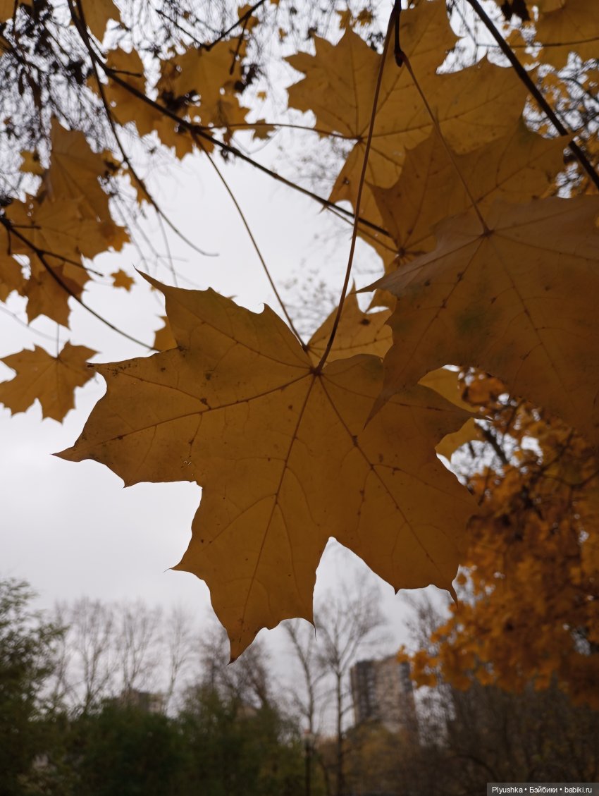 Такая разная осень: Блу & Ви | Бэйбики Такая разная осень: Блу & Ви (фото 9)