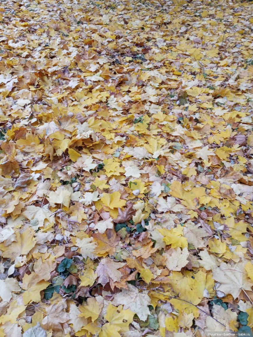 Такая разная осень: Блу & Ви | Бэйбики Такая разная осень: Блу & Ви