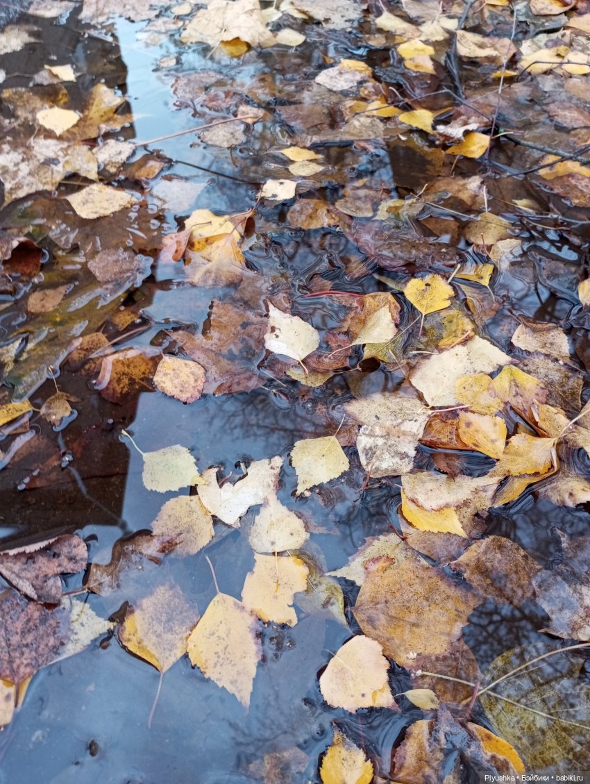 Такая разная осень: Блу & Ви | Бэйбики Такая разная осень: Блу & Ви