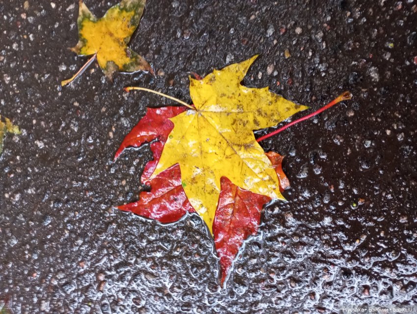 Такая разная осень: Блу & Ви | Бэйбики Такая разная осень: Блу & Ви