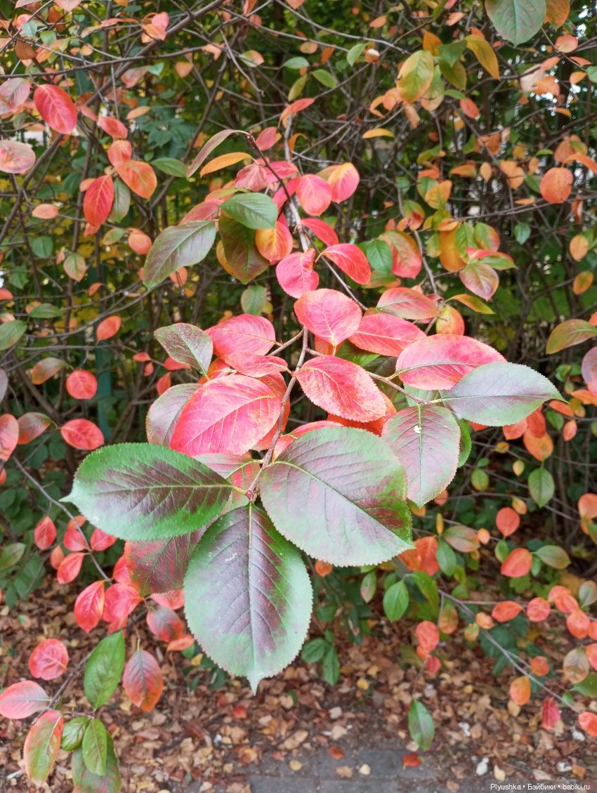 Такая разная осень: Блу & Ви | Бэйбики Такая разная осень: Блу & Ви