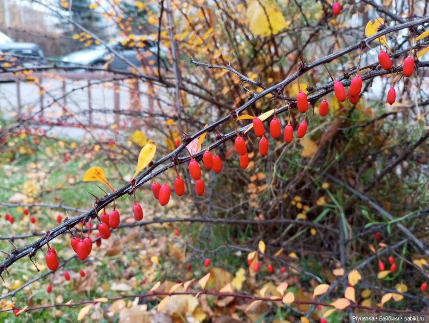 Такая разная осень: Блу & Ви | Бэйбики Такая разная осень: Блу & Ви