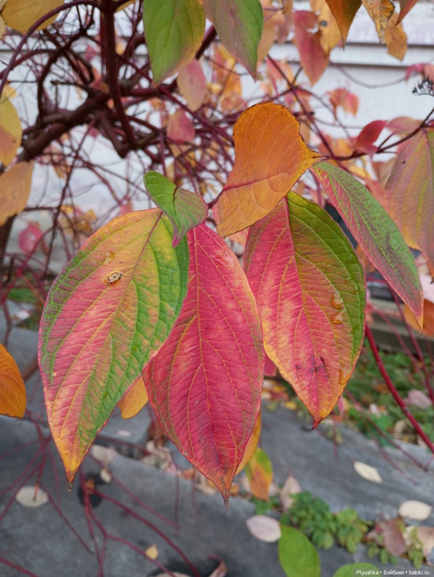 Такая разная осень: Блу & Ви | Бэйбики Такая разная осень: Блу & Ви