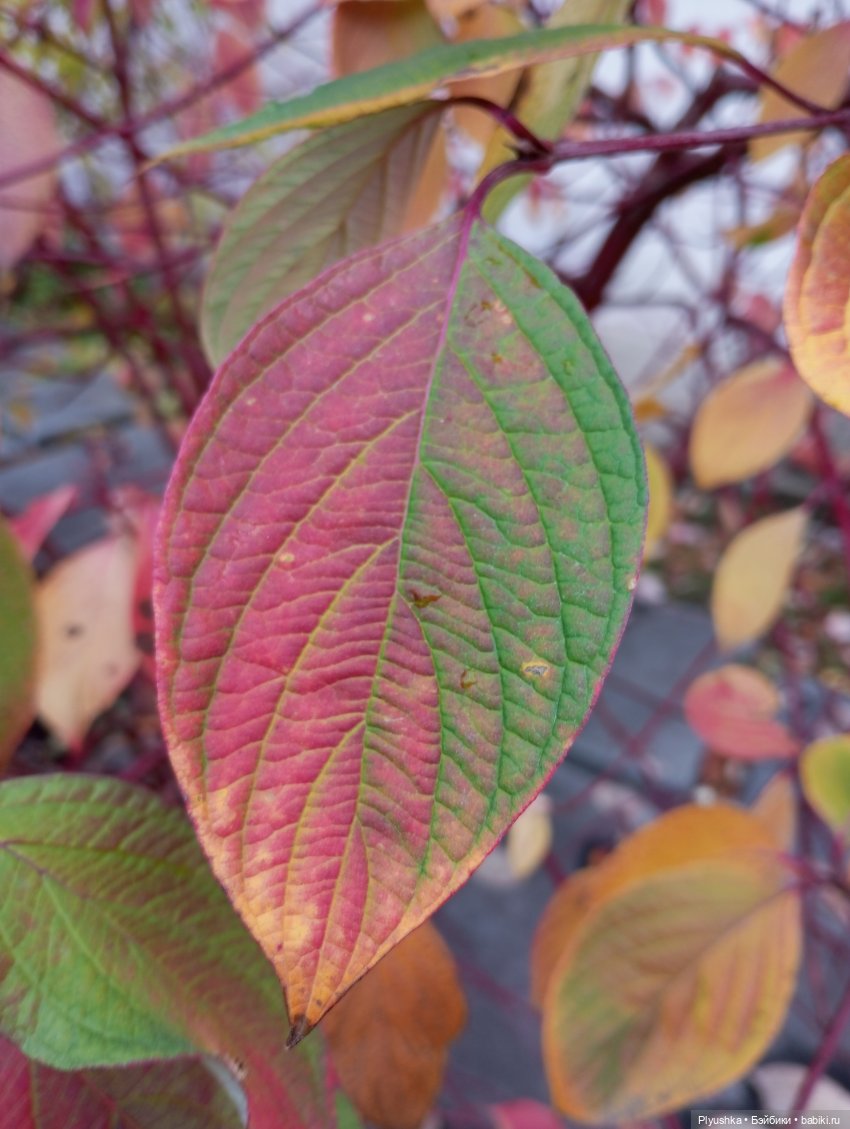 Такая разная осень: Блу & Ви | Бэйбики Такая разная осень: Блу & Ви