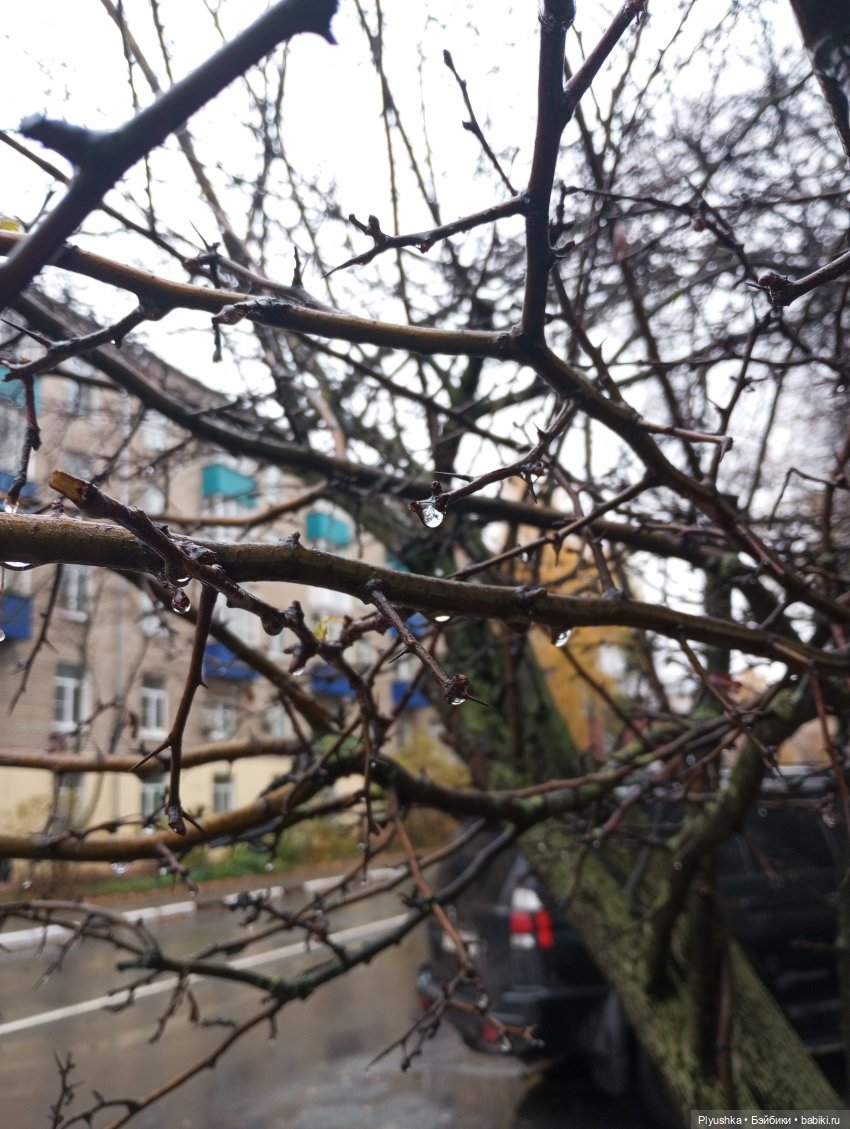 Такая разная осень: Блу & Ви | Бэйбики Такая разная осень: Блу & Ви