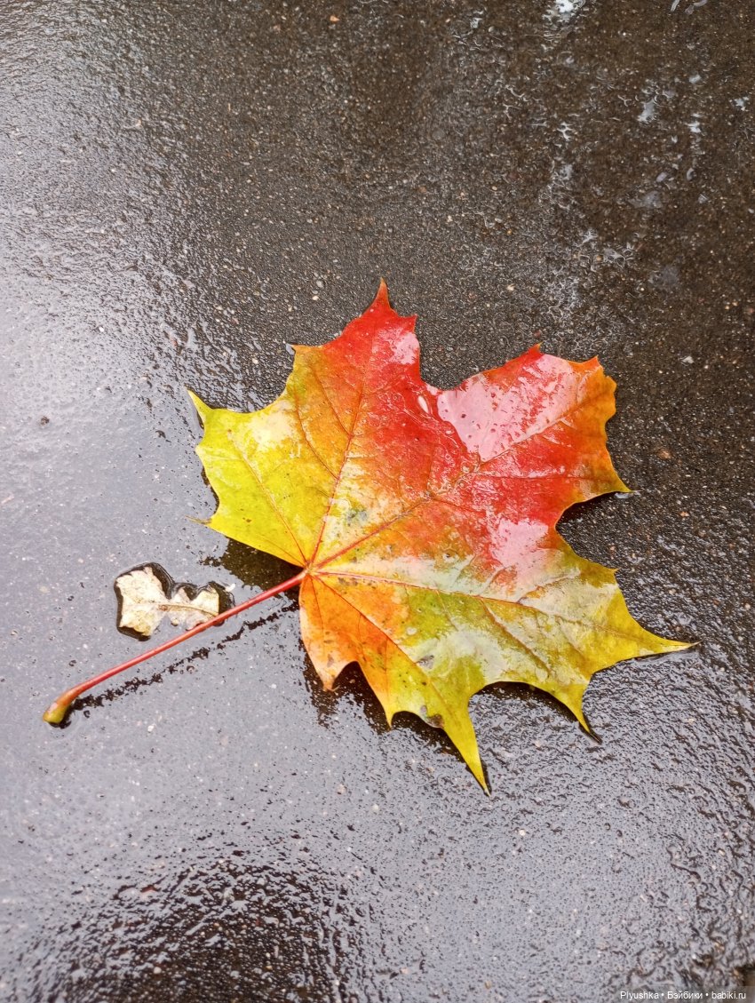 Такая разная осень: Блу & Ви | Бэйбики Такая разная осень: Блу & Ви