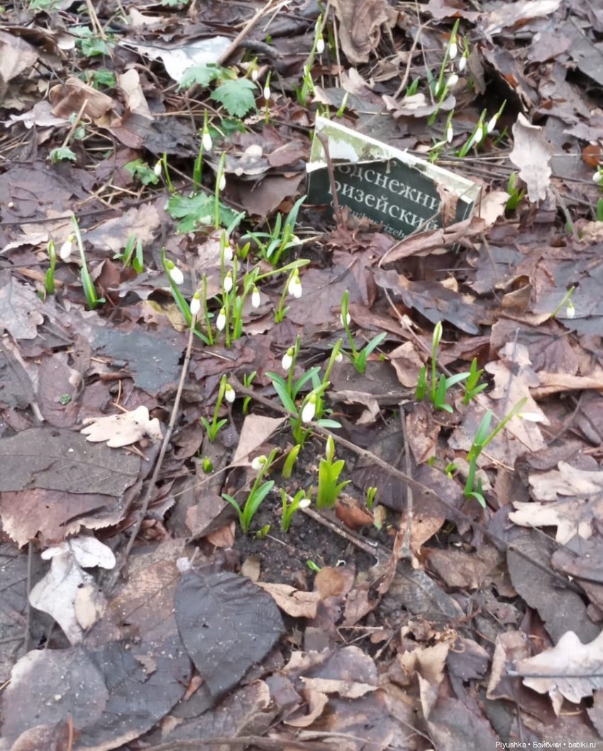 Камелия, Аптекарский огород и январские подснежники