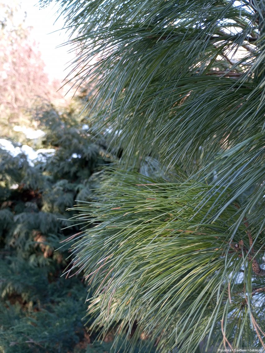 Юки ♡ новенькая — Аниме куклы (MJD/Винил): Imomo (фото 4)