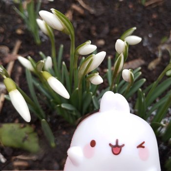 Подснежники и Моланг