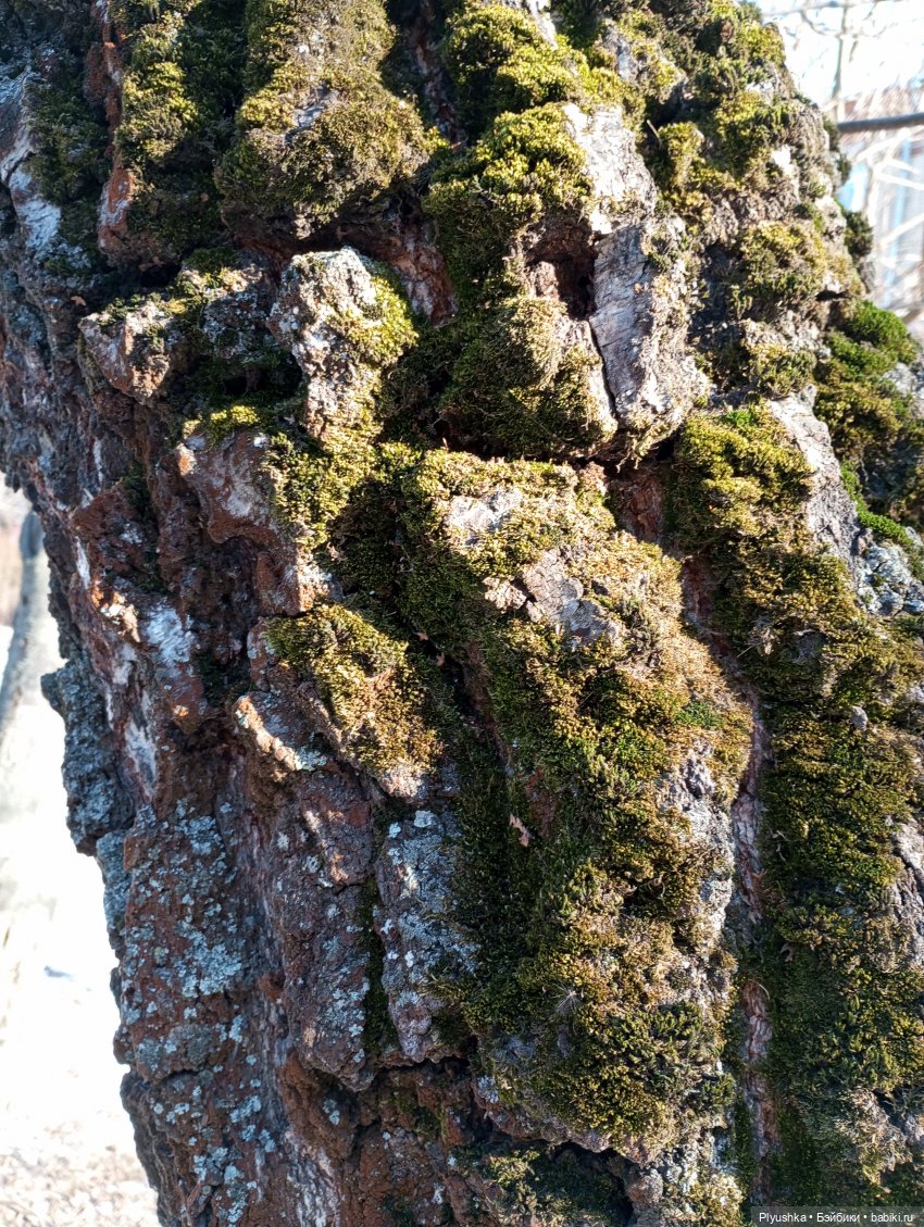 Ура! Аука приехала — Домашние фото авторских кукол: личные коллекции (фото 7)