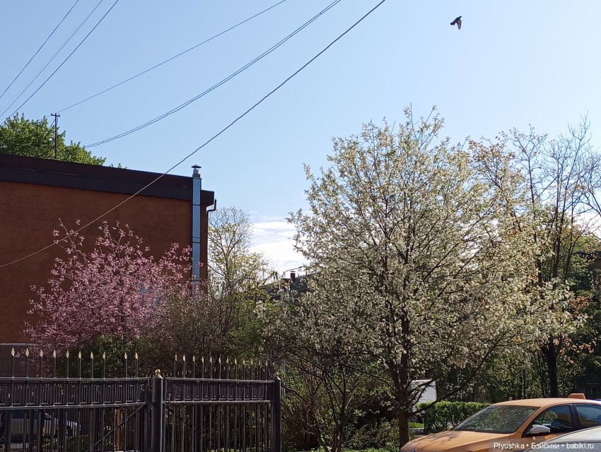 Несмеяна, апрель, цветы — Домашние фото авторских кукол: личные коллекции