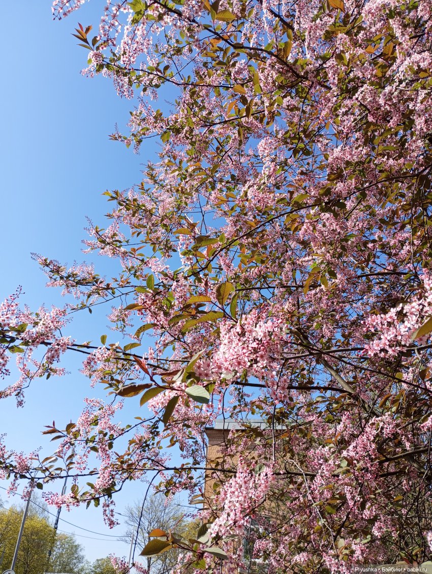 Несмеяна, апрель, цветы — Домашние фото авторских кукол: личные коллекции (фото 3)