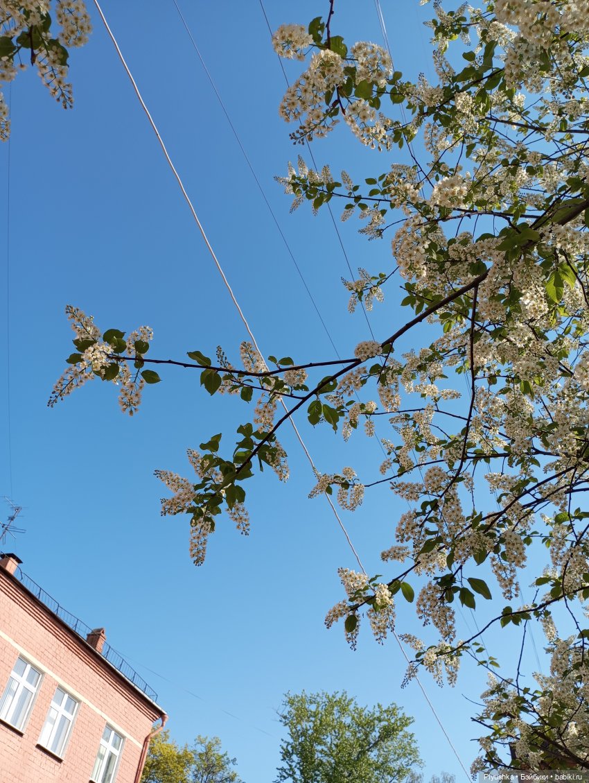 Несмеяна, апрель, цветы — Домашние фото авторских кукол: личные коллекции (фото 2)