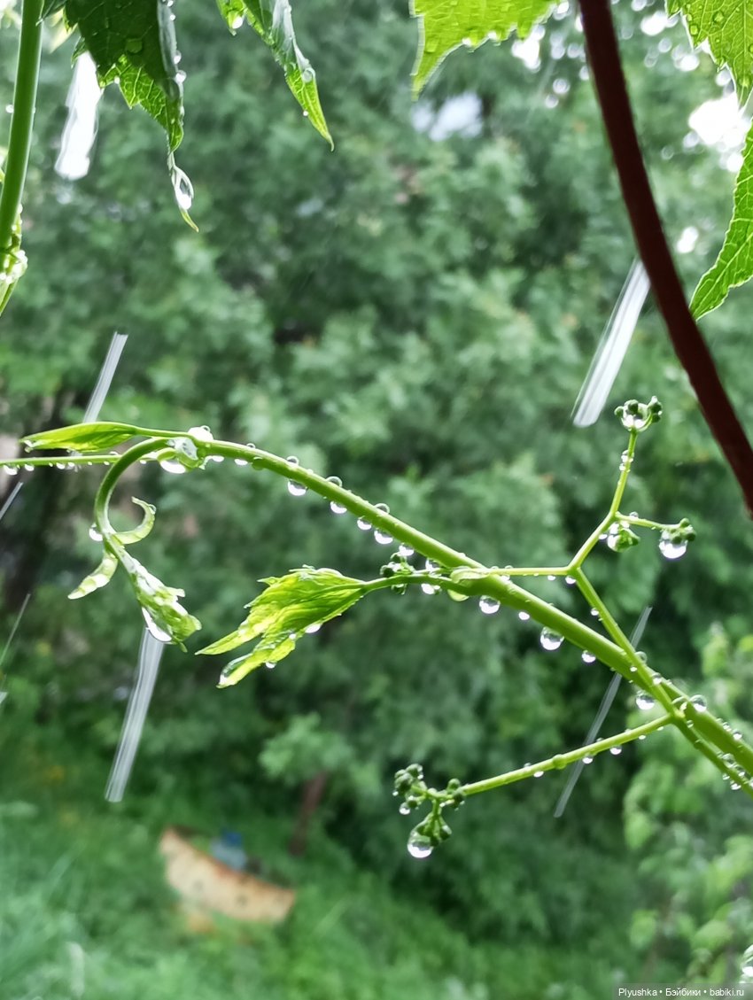 Цветы и куклы — Красивая природа и цветы: фото пейзажей (фото 9)