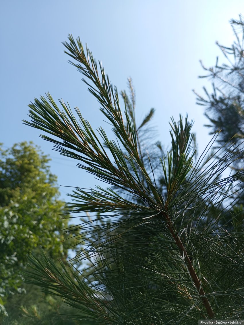 Цветы и куклы — Красивая природа и цветы: фото пейзажей