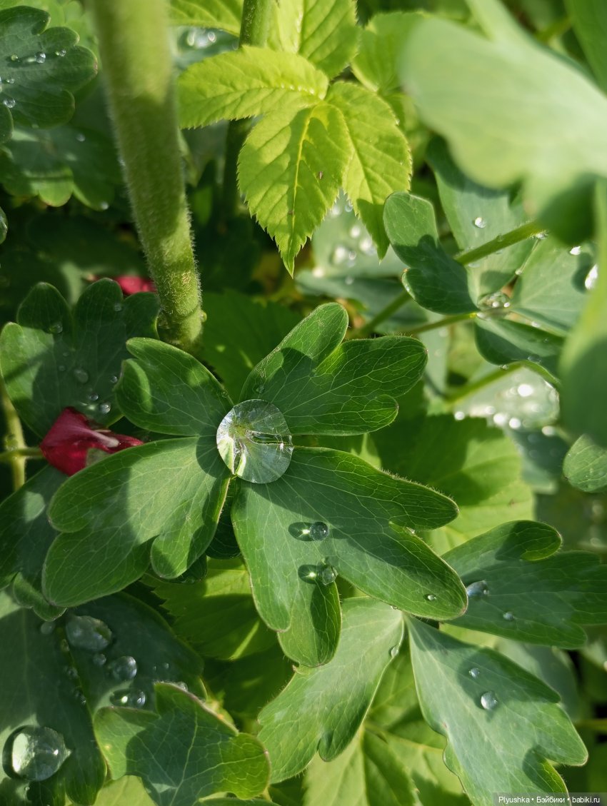 Цветы и куклы — Красивая природа и цветы: фото пейзажей (фото 10)