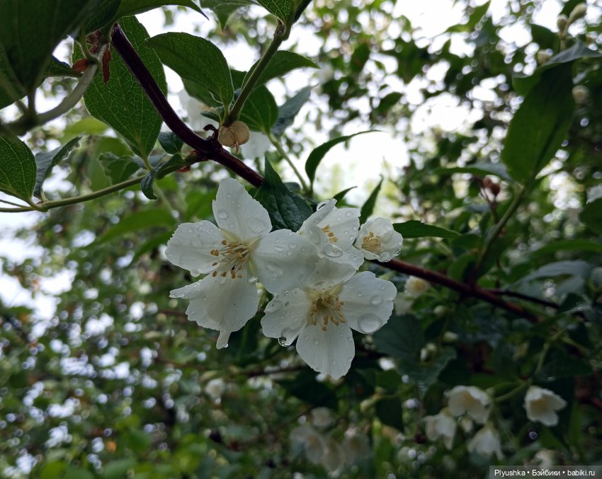 Цветы и куклы — Красивая природа и цветы: фото пейзажей (фото 7)