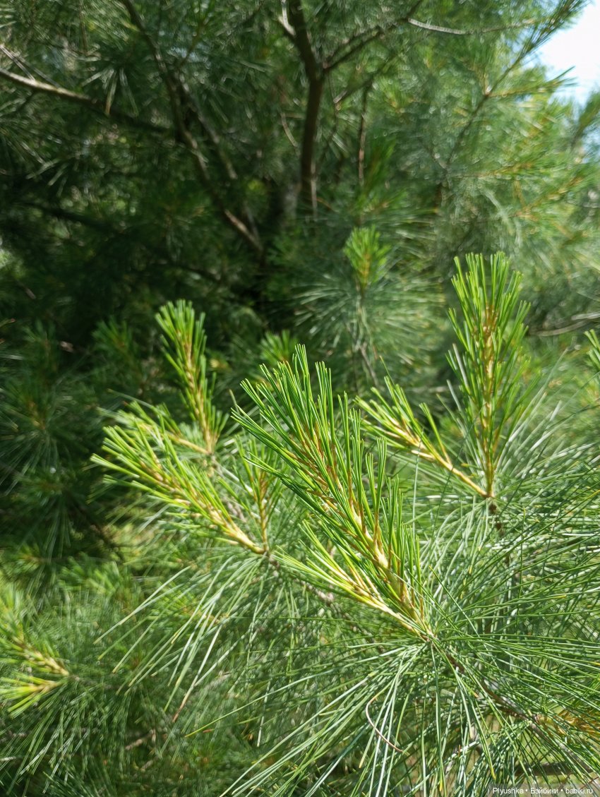 Цветы и куклы — Красивая природа и цветы: фото пейзажей