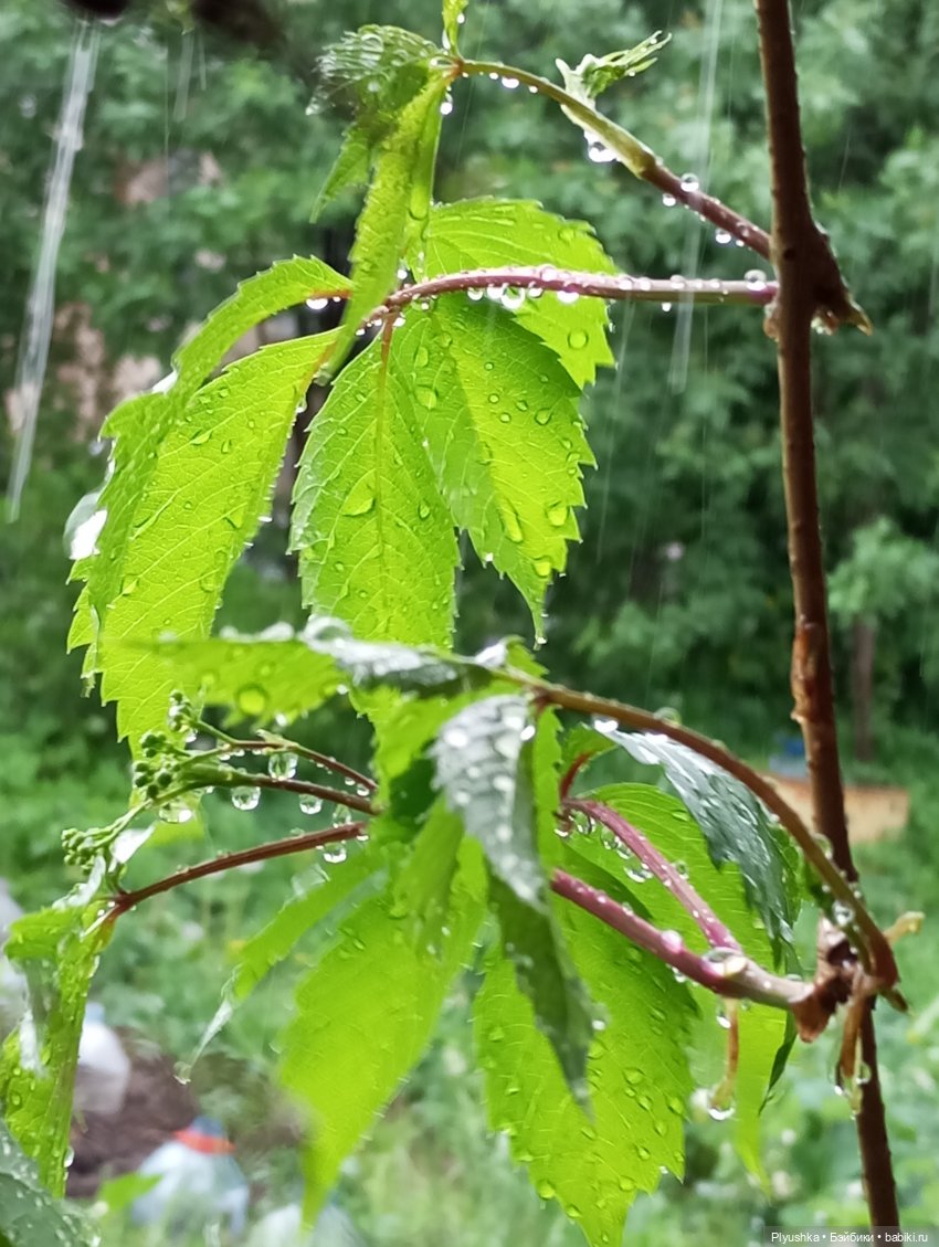 Цветы и куклы — Красивая природа и цветы: фото пейзажей (фото 8)