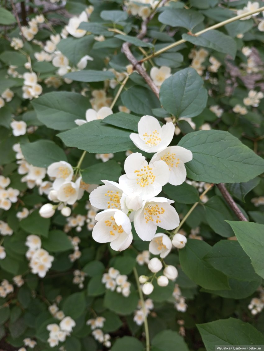 Цветы и куклы — Красивая природа и цветы: фото пейзажей (фото 4)