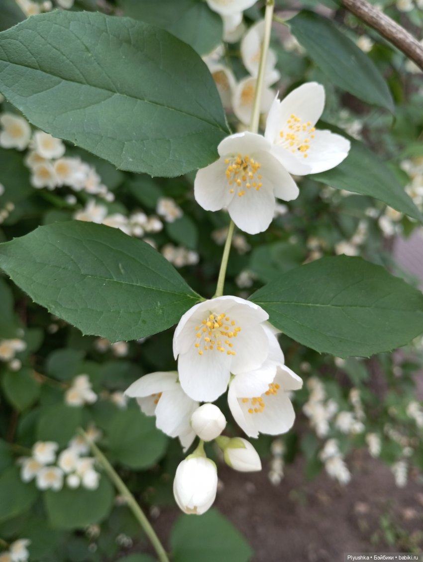 Цветы и куклы — Красивая природа и цветы: фото пейзажей (фото 5)