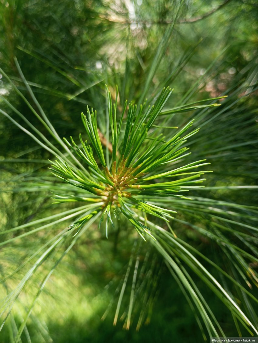 Цветы и куклы — Красивая природа и цветы: фото пейзажей