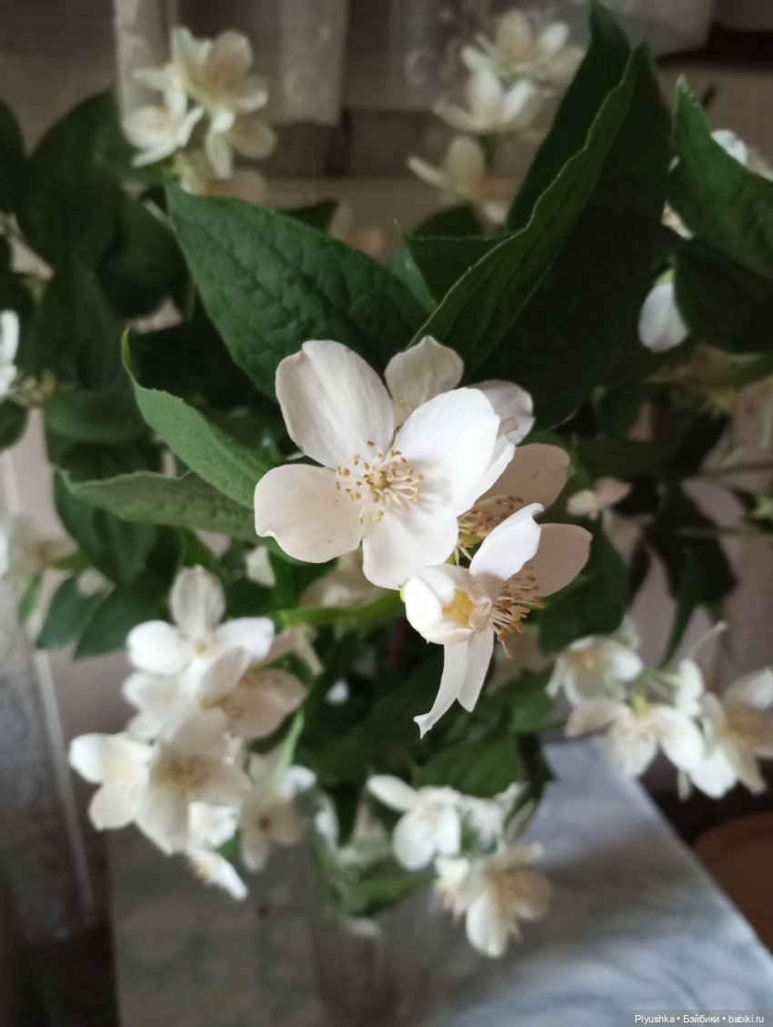 Цветы и куклы — Красивая природа и цветы: фото пейзажей (фото 6)