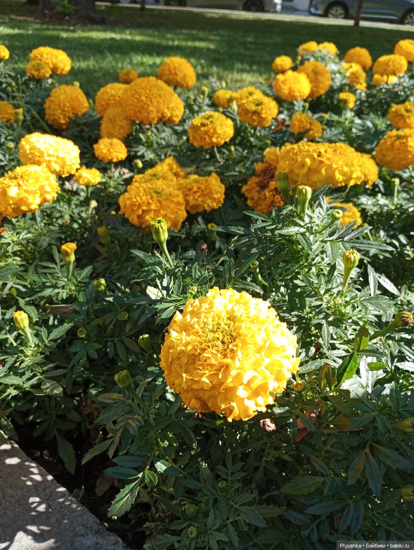 Хиро гуляет по Москве — Куклы Momoko и Ruruko (Petworks (фото 5)