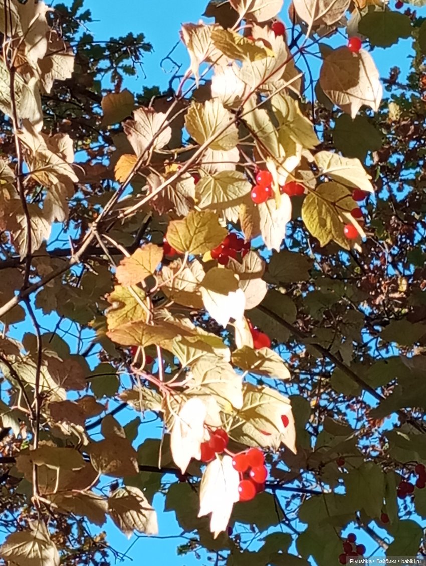 Что такое Момидзигари — Аниме куклы (MJD/Винил): Imomo (фото 2)