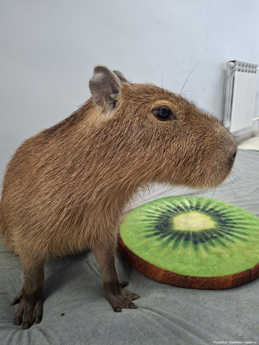 Один зимний день Марты — Домашние фото авторских кукол: личные коллекции