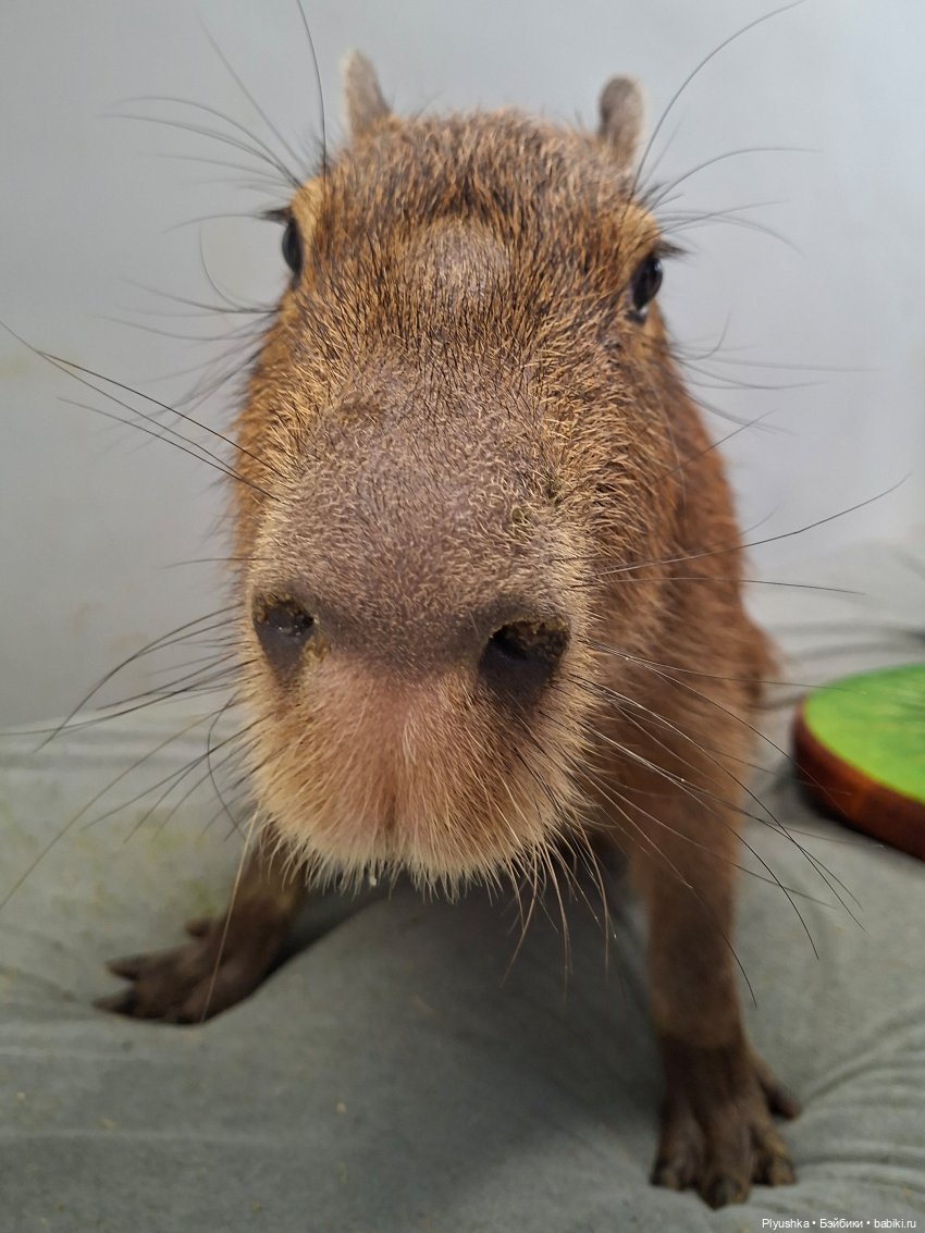 Один зимний день Марты — Домашние фото авторских кукол: личные коллекции