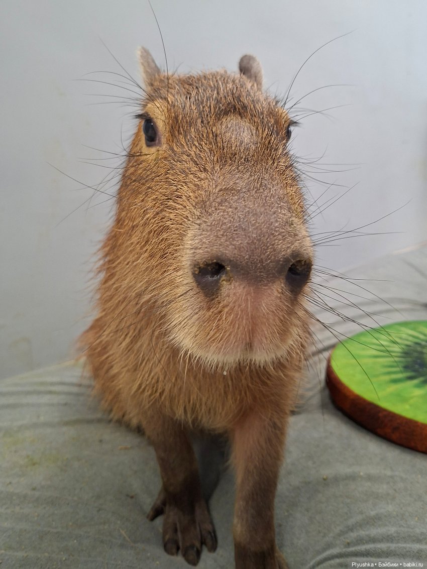 Один зимний день Марты — Домашние фото авторских кукол: личные коллекции