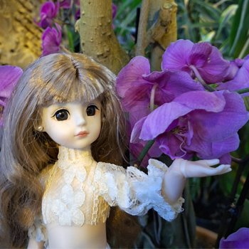 Где цветут орхидеи?