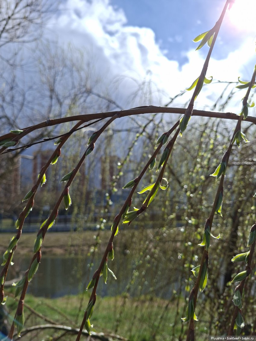 По следам Вербного воскресенья (фото 5)