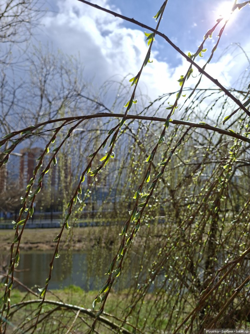 По следам Вербного воскресенья (фото 4)