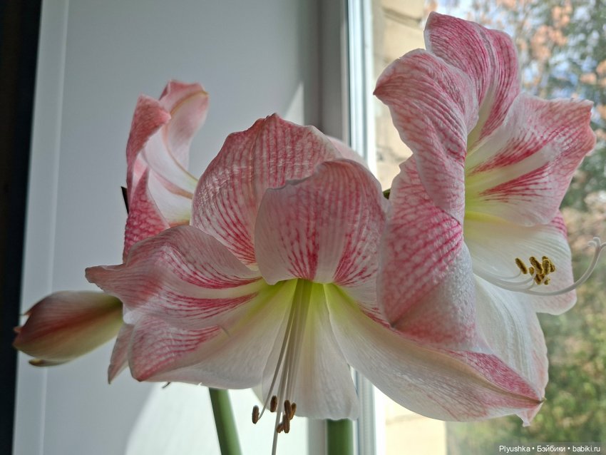 Какое время - такие и Феи)