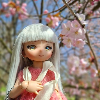 Сакура цветёт