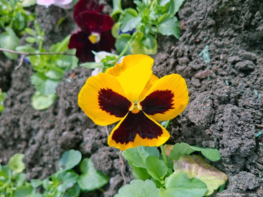 Прогулка по Москве — Куклы Barbie (Барби): Looks