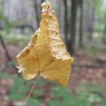 Очень краткое и примитивное изложение теоретической части техники фотосъемки, написанное чайником для чайников)